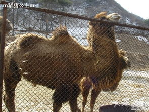 高大威猛的生肖动物是哪个？