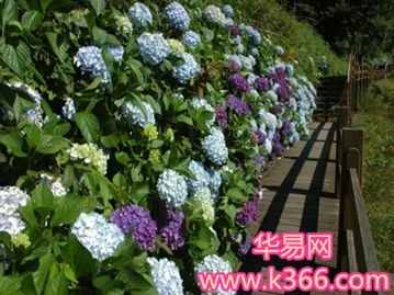 绣球花的梦境解析：周公解梦中的寓意与象征
