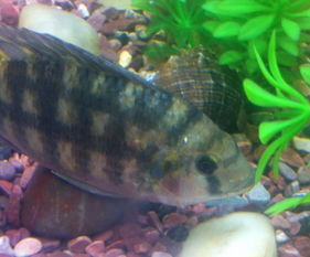 中國斗魚（Betta splendens）