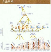 作用于月经周期的因素：不止是年龄