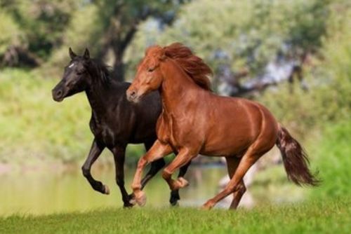 1978年出生属马的2026年多少岁了？