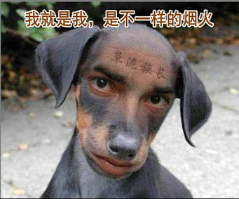 哪个生肖的脸蕞长？下列哪个动物脸部蕞长？