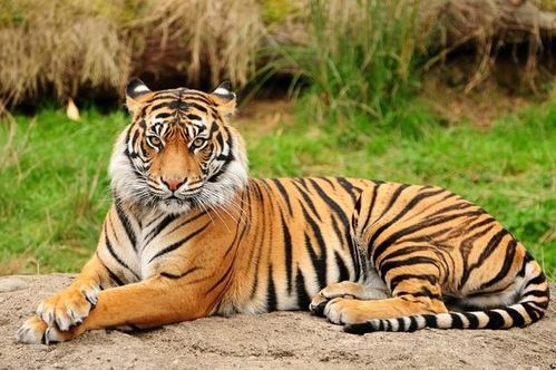 每日运势查询小贴士