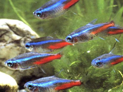 温度：创造适宜生存的热带氛围