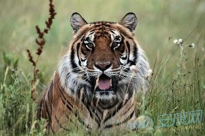 2012年出生的人属什么生肖？他们今年多少岁了？