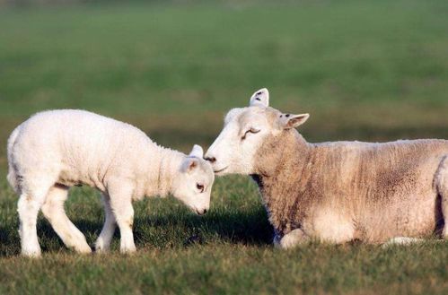 属羊人2026年1月1日搬家是否为吉日？