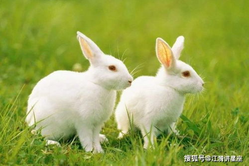 兔子在传统方式文化底蕴中的象征意义