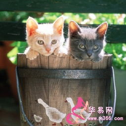 女人梦见生了只猫，难道不是生了两个小猫？