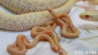 男人梦见黄金蟒究竟预示着什么深意？