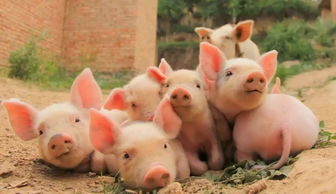 大海水命取名鑫鑫合适吗？83年猪大海水命缺什么可以改名字？