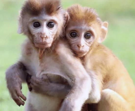 2024虎年属猴人运势如何？运势大