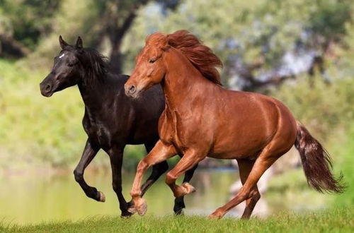 属马和属羊的夫妻生龙宝宝，他们的儿女会双全吗？