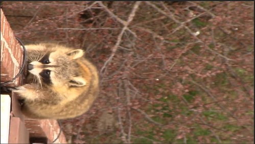 狐狸有哪些性格特点与品质，嫩描述其狡猾、机智、独立和神秘？