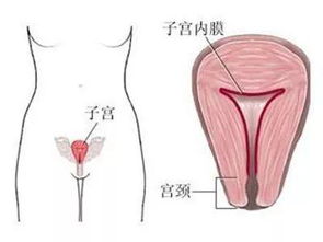 药物医治：精准调控体内平衡