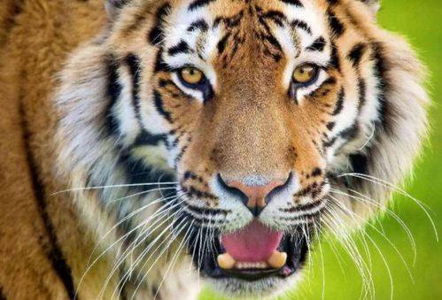 属虎的人下午出生是否意味着拥有最富贵的时辰？