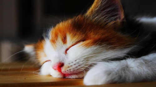 猫咪躲入衣柜之谜：生理状况本能与心理状态暗示