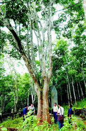 2026年珠海看树玄学指南