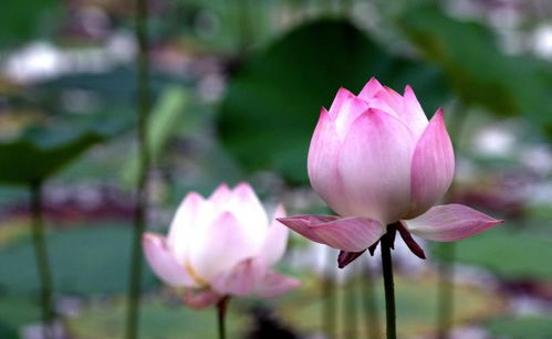 一、 梦里的大头菜：它到底想对你说啥？