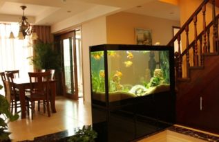 风水学中，房子后面养鱼是否会影响家居运势？