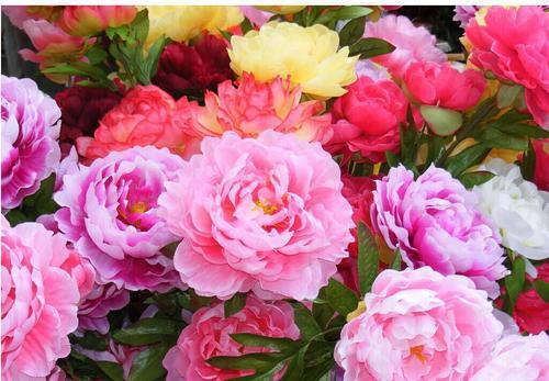 一、  芍药：春日里的绚烂色彩与古老希望