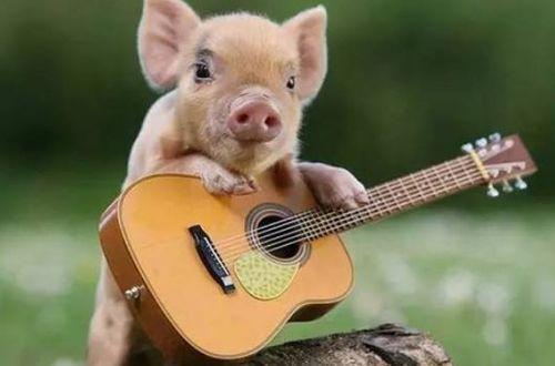 1983年属猪人的财运如何，婚姻状况又怎样？财运旺否，婚姻是否幸福？