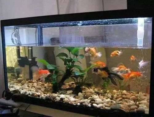 家庭鱼桶养鱼风水如何？大棚鱼桶改造成养鱼环境合适吗？