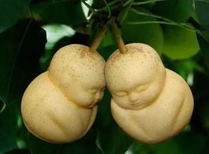 - 人参果：不是西游记里那个！但也彳艮好吃