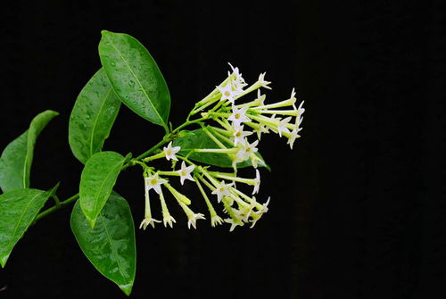 - 夜来香（Cestrum nocturnum）: