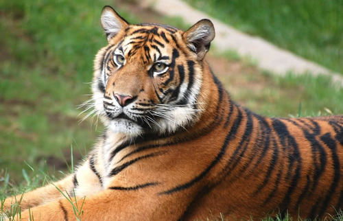 打大门的生肖动物是哪个？