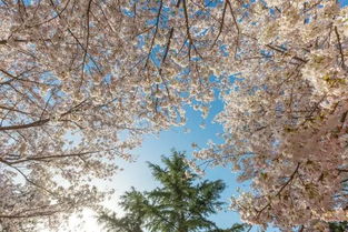 静默的心理学意义与运势提升的内在逻辑