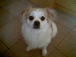 2026年狗宝宝取名，带有纬字的名字合适吗？