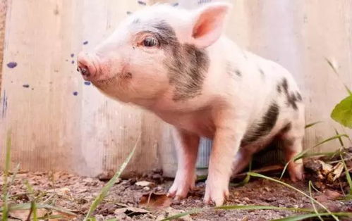 ‘将精神过年’和‘养猪过年’分别指的是哪个生肖，这两者猜一生肖的含义是什么？