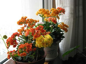 一、 长寿花风水中蕴含的文化意象及吉凶寓意