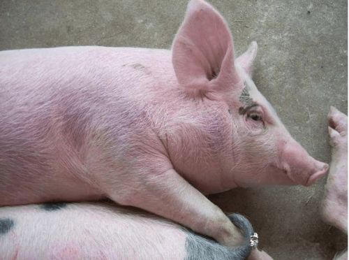 猪宝宝取名大全，有哪些寓意美好的名字可以改写为佳？