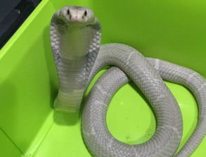 请问哪些年份出生的人属蛇？