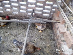 房顶养鸡对风水有影响吗？