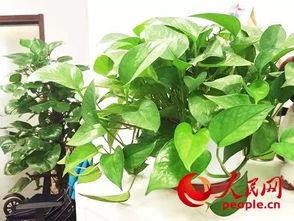 五、文竹：提升气质与事业成功的双重寓意