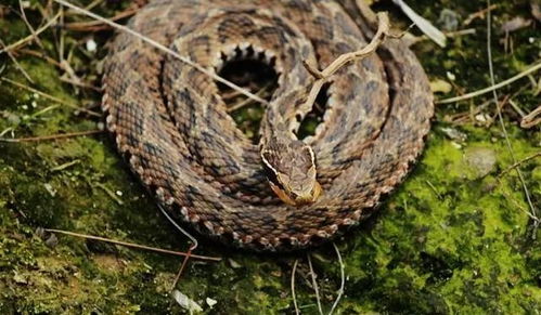 蛇体健康红灯区