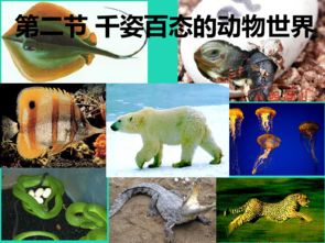 千姿百态的生肖动物是什么？千姿万态指的是哪个生肖？