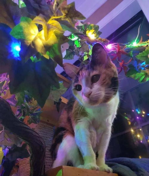 1. 圣诞氛围起名技巧：让猫咪也能穿上红绿礼服