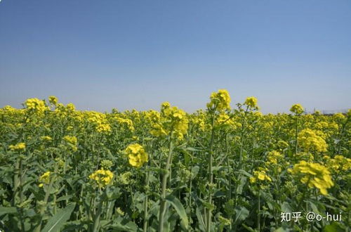 忘忧草的寓意和象征花语具体是什么？