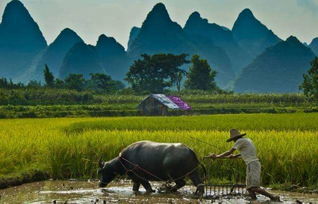 面朝黄土出山村和面朝黄土背朝天分别暗示哪两个生肖？