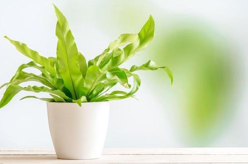 3. 绿植与吉祥饰品之配合使用