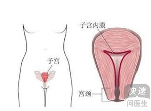 2.1 子宫内膜：薄薄弱的防线