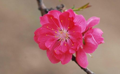 卯时（早上5点到7点）：浪漫情怀与审美情趣