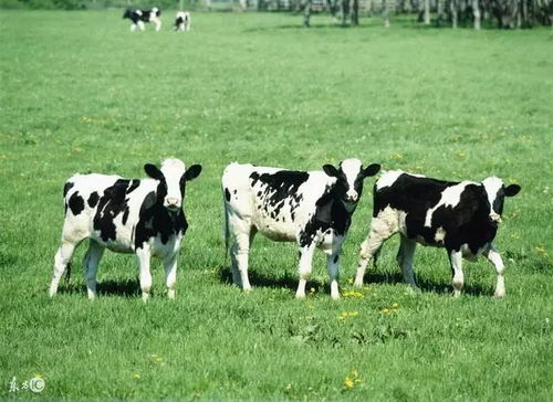 1973年属牛人在2026年农历十月和1月的运势具体如何？