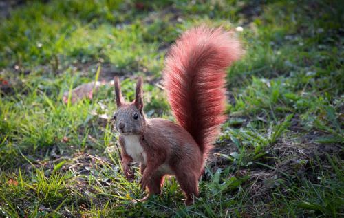 吉人天相打一生肖，相冲不可信打一动物，这生肖和动物究竟有何关联？