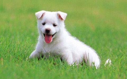 2006年属狗人2026年农历二月运势如何？