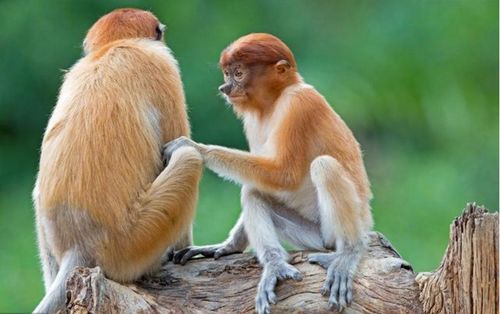 80年属猴的人适合在哪个行业发展？与什么最匹配？