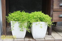 家里摆放万年青风水如何？属猪人适合放什么风水摆件？